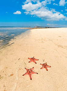 starfish island